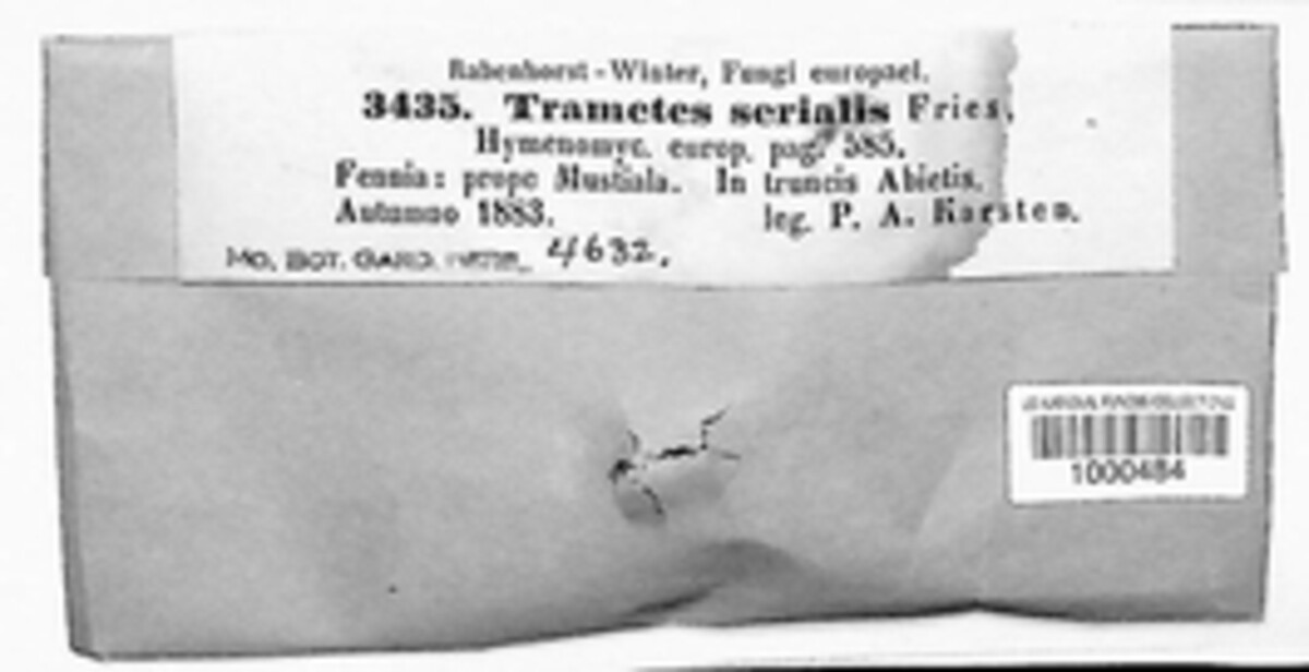 Neoantrodia serialis image